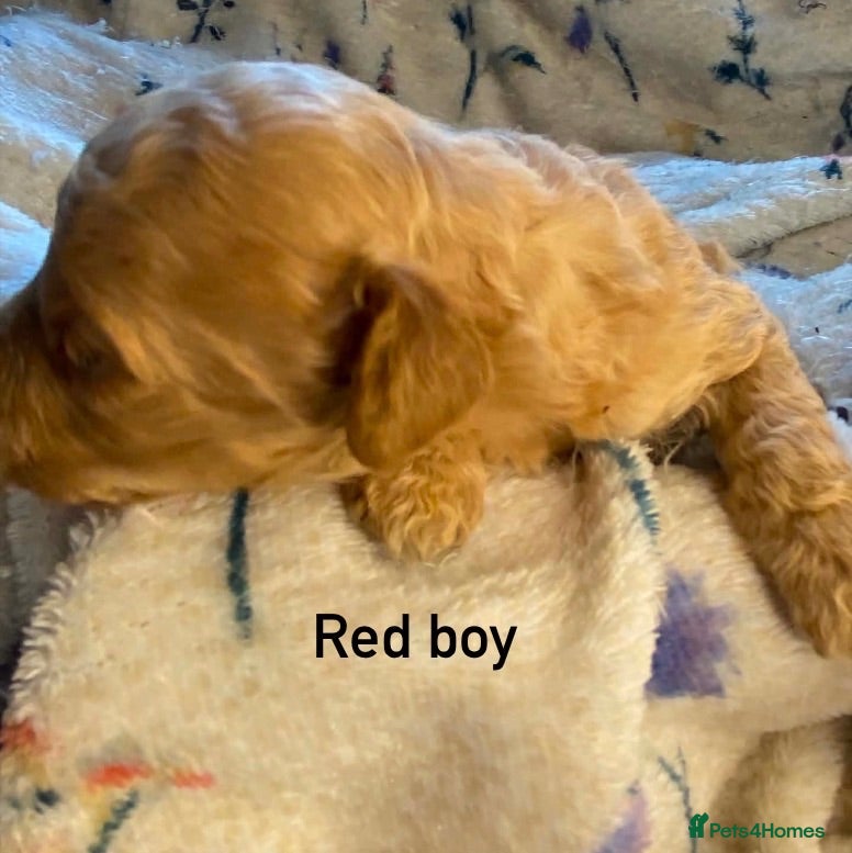 Toy Poodle dogs Stunning toy Poodles - Advert 7