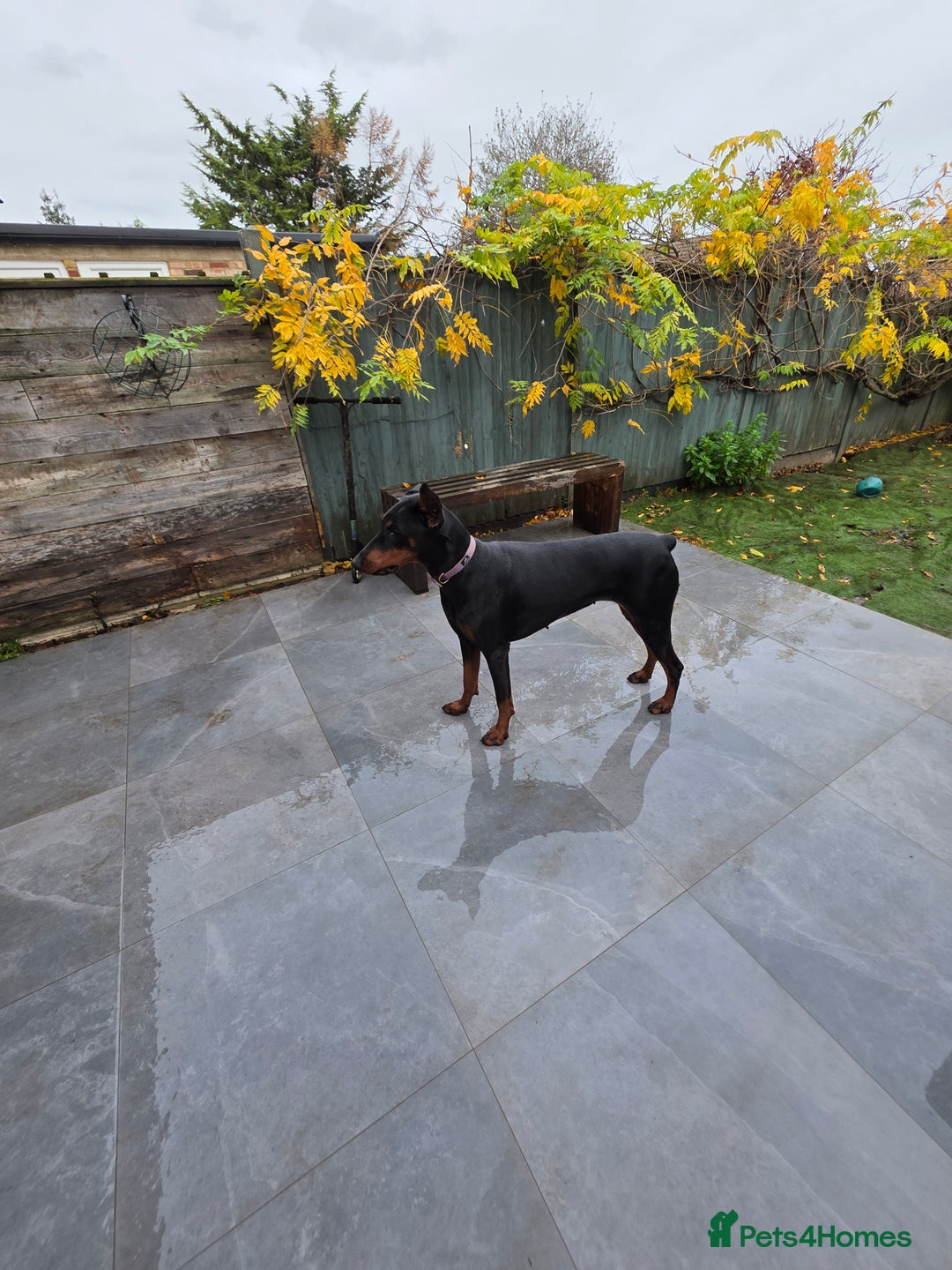 Dobermann dogs for sale: European bitch - Advert 3