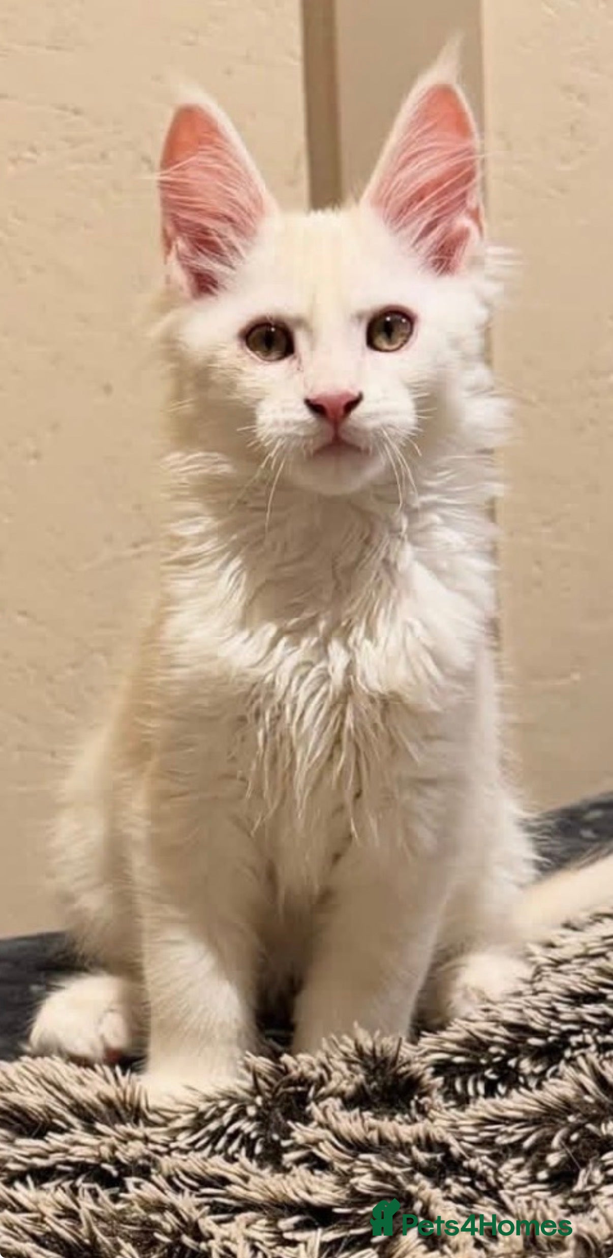 Maine Coon cats Beautiful Maine Coon Kittens - Advert 1