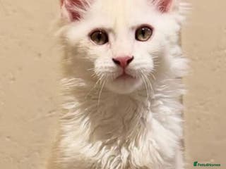 Maine Coon cats Beautiful Maine Coon Kittens - Advert 1