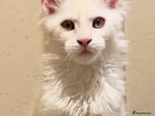 Maine Coon cats Beautiful Maine Coon Kittens - Advert 1