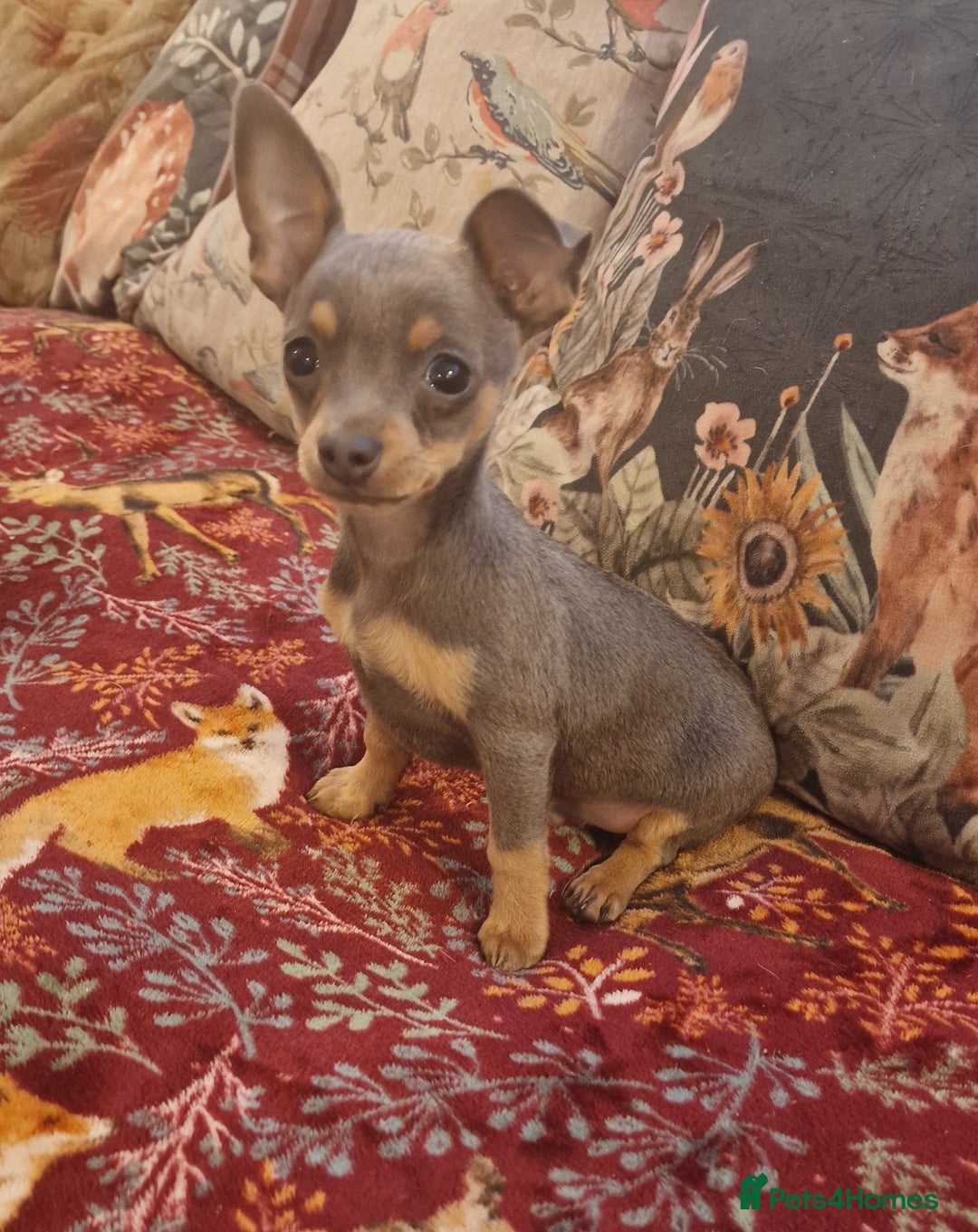 Mixed Breed dogs for sale: Delightful Pinchi boy - Image 2
