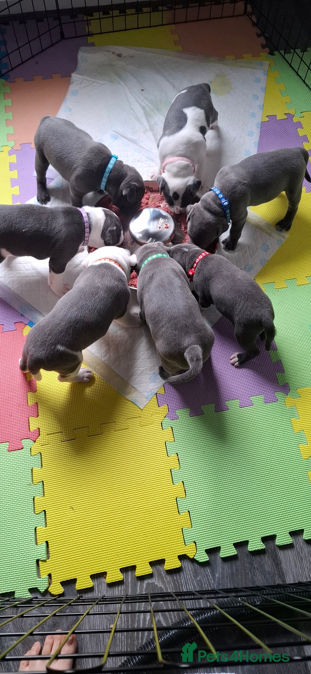 Staffordshire Bull Terrier dogs for sale: Blue Staffordshire bull terrier puppies  - Image 40