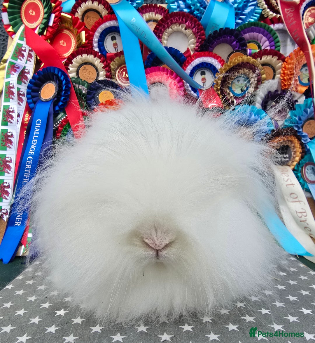 Lionhead rabbits for sale: Gorgeous Purebred Lionheads available  - Advert 4