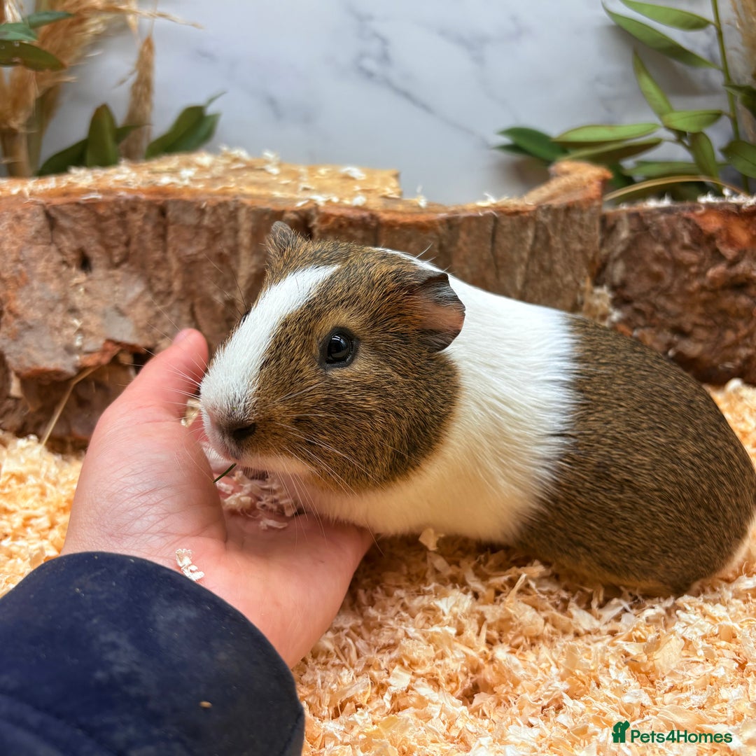 Guinea Pig rodents for sale: LOTS OF BABY GUINEA PIGS FOR SALE 🐹 - Advert 19