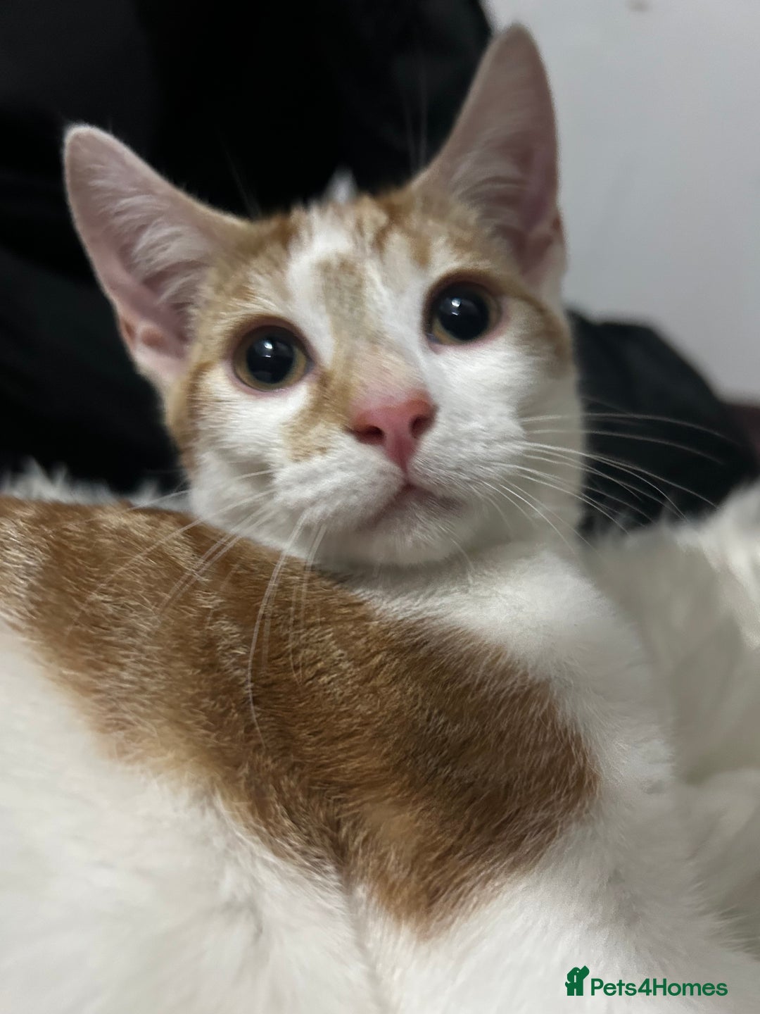 Toyger cats for sale: 3 beautiful toyger kittens ready to go!  - Advert 6