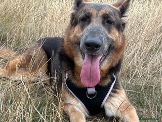 German Shepherd dogs - Advert 6