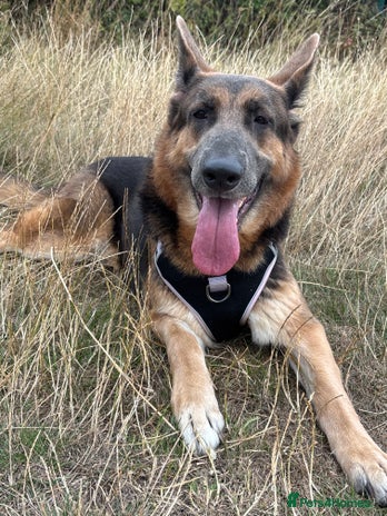 German Shepherd dogs - Advert 1