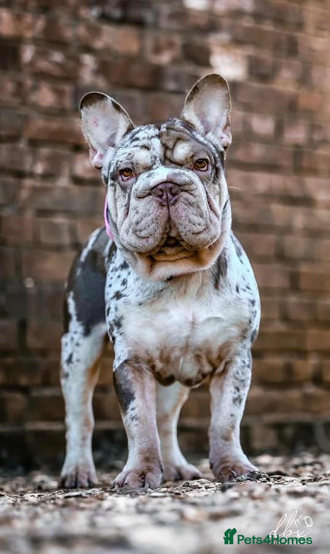 French Bulldog dogs for sale: Ready now-  Well bred, beautiful temperament pups - Advert 12