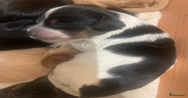 Cockapoo dogs - Advert 12