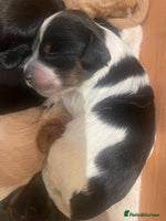 Cockapoo dogs - Advert 1