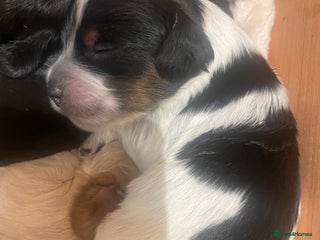 Cockapoo dogs - Advert 2