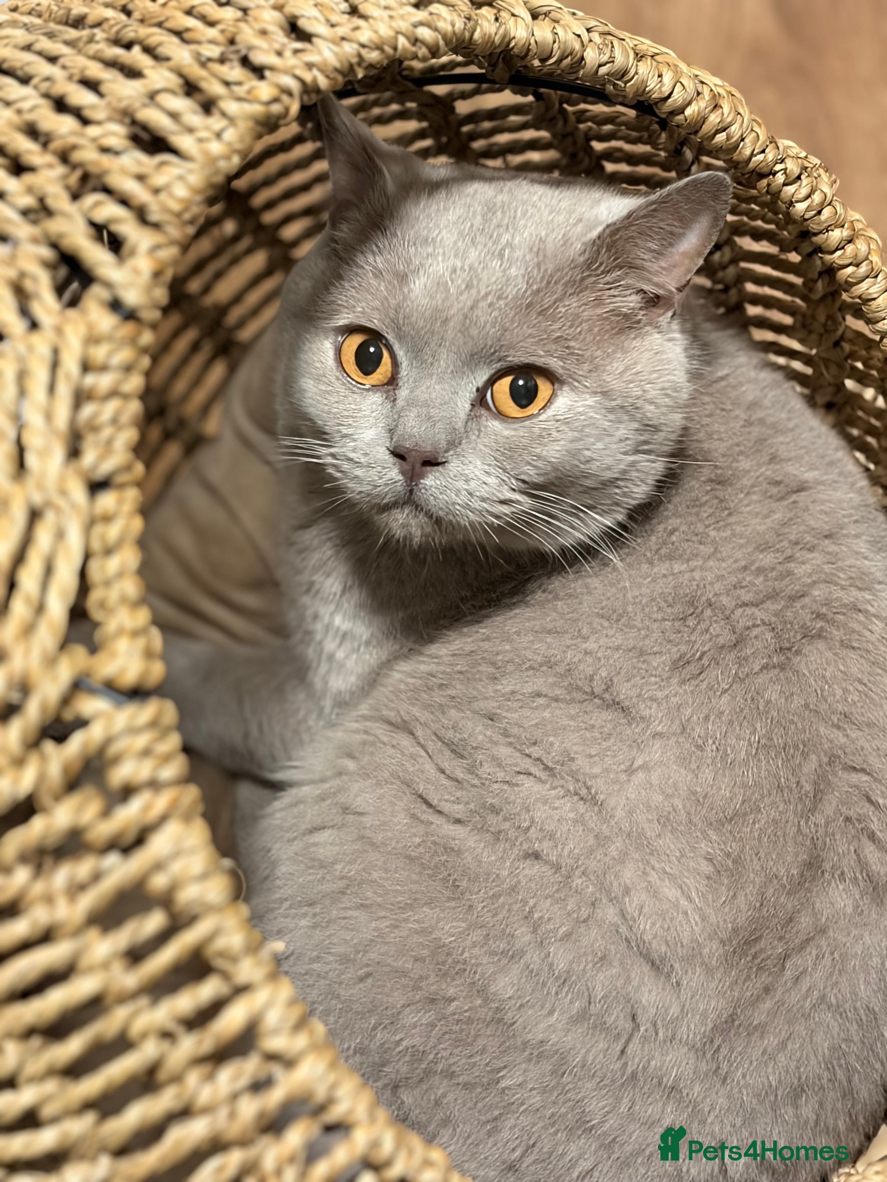 British Shorthair cats Lilac boy - Advert 1