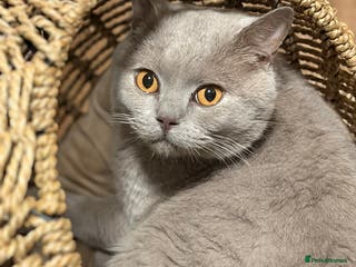 British Shorthair cats Lilac boy - Advert 1