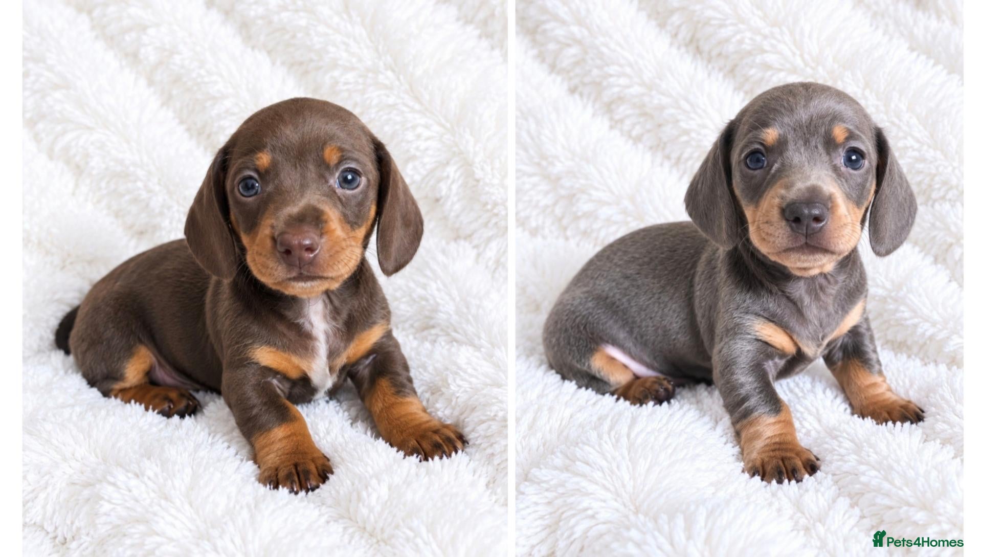 Miniature Dachshund dogs KC Miniature Dachshunds - Advert 8