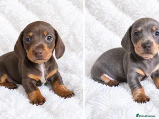 Miniature Dachshund dogs KC Miniature Dachshunds - Advert 8