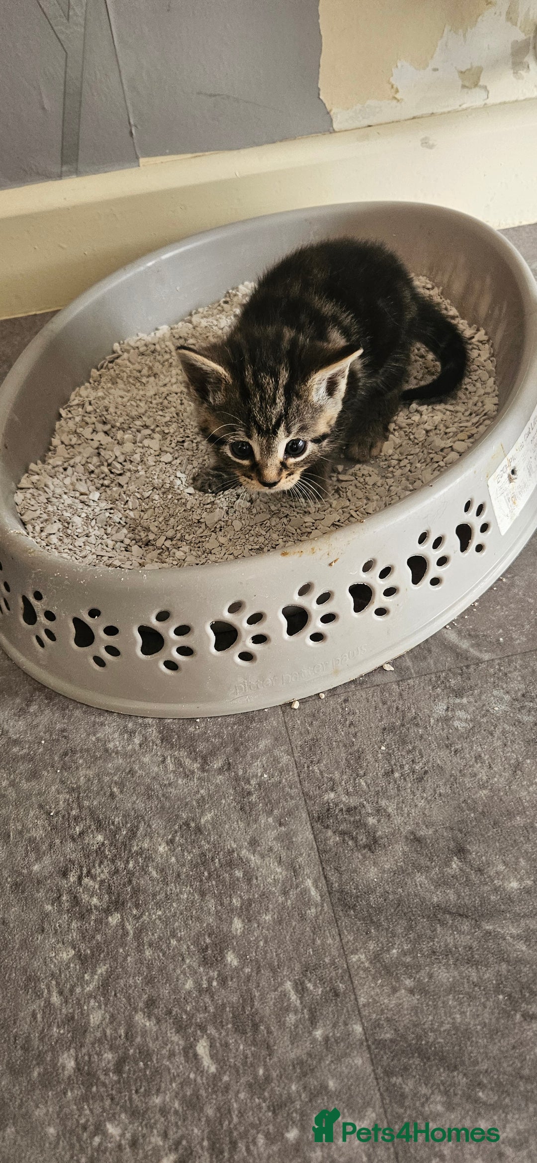Mixed Breed cats for sale: Beautiful litter of 7 kittens  - Image 8