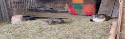 Mixed Breed cats for sale: Gorgeous kittens - Advert 13