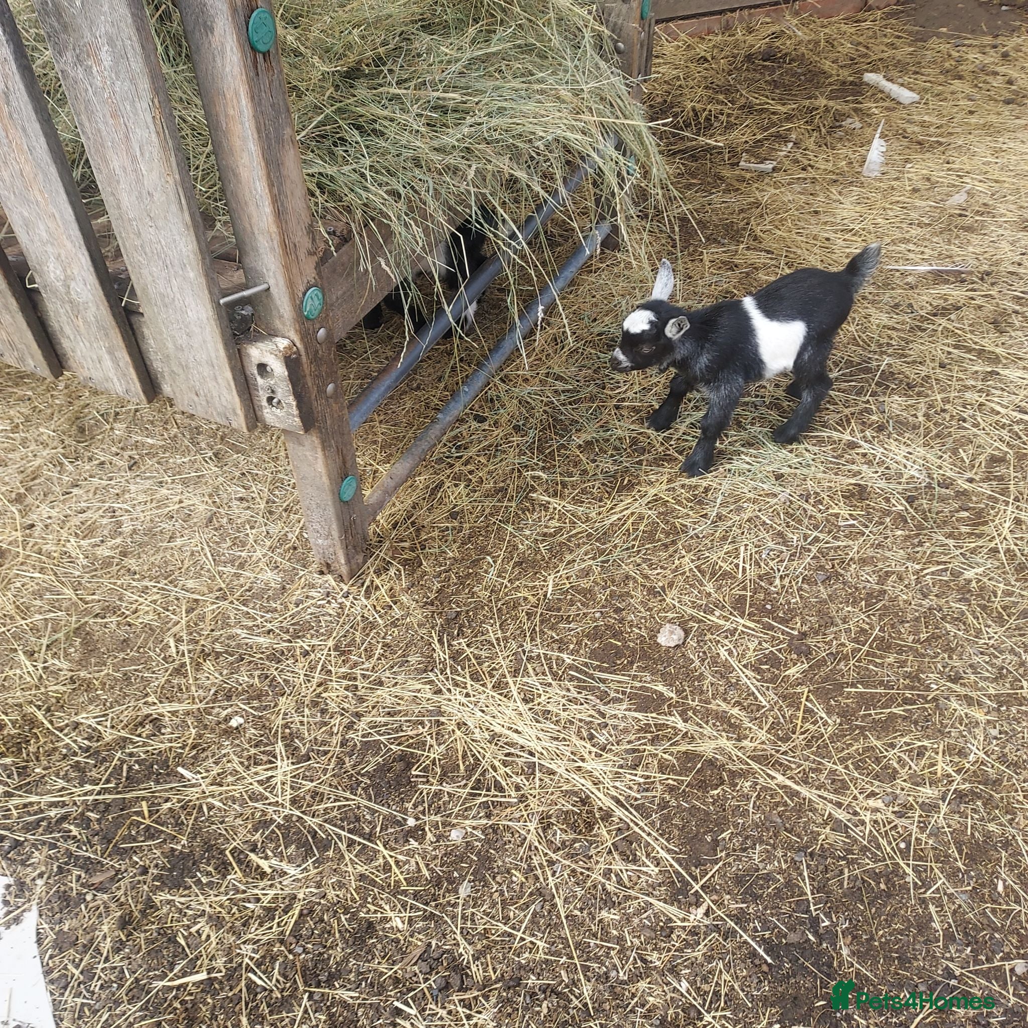 Goats livestock Pygmy Goats for sale x 4 - Advert 1