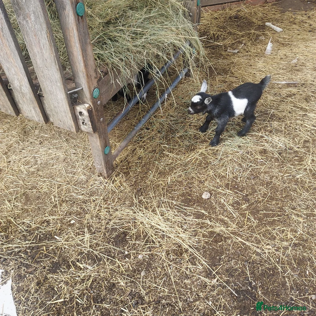 Goats livestock for sale: Pygmy Goats for sale x 4 - Advert 1
