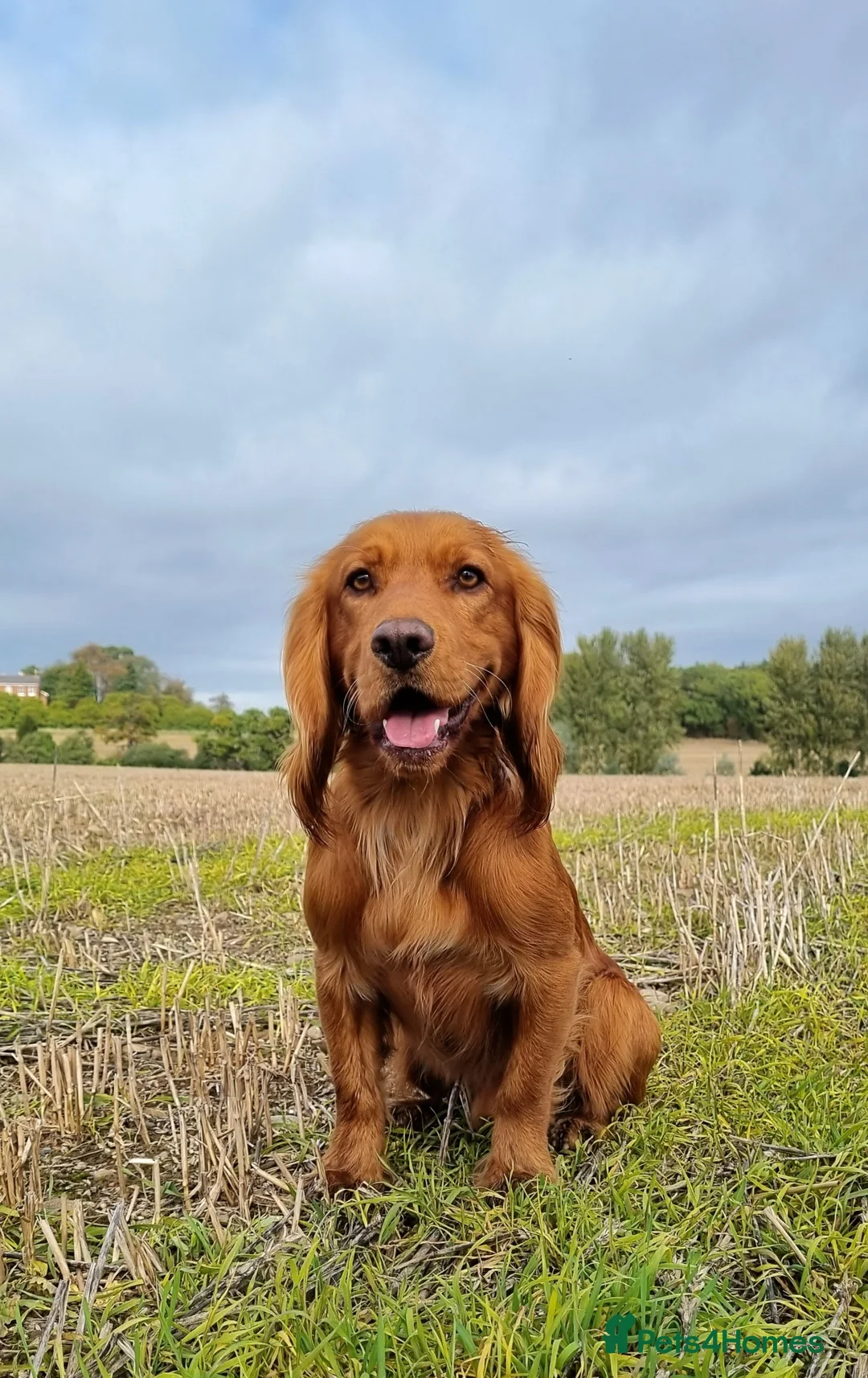 Cocker Spaniel dogs for stud: Red Working Cocker Spaniel KC and Health Tested in Shrewsbury - Advert 10