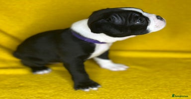 Boston Terrier dogs - Advert 13