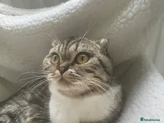 Mixed Breed cats Scottish fold cross ragdoll - Advert 1