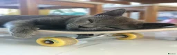 Russian Blue cats for sale: Gorgeous pure black kittens / mum is Russian Blue - Advert 2