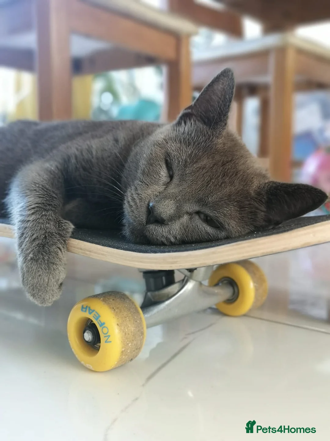 Russian Blue cats for sale: Gorgeous pure black kittens / mum is Russian Blue - Advert 2