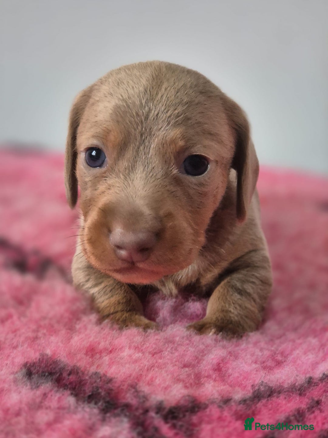 Miniature Dachshund dogs for sale: KC Registered Miniature Dachshund  - Image 26