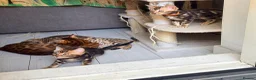 Bengal cats for sale: Only 2 Beautiful Bengal kittens Available🐾  - Advert 3