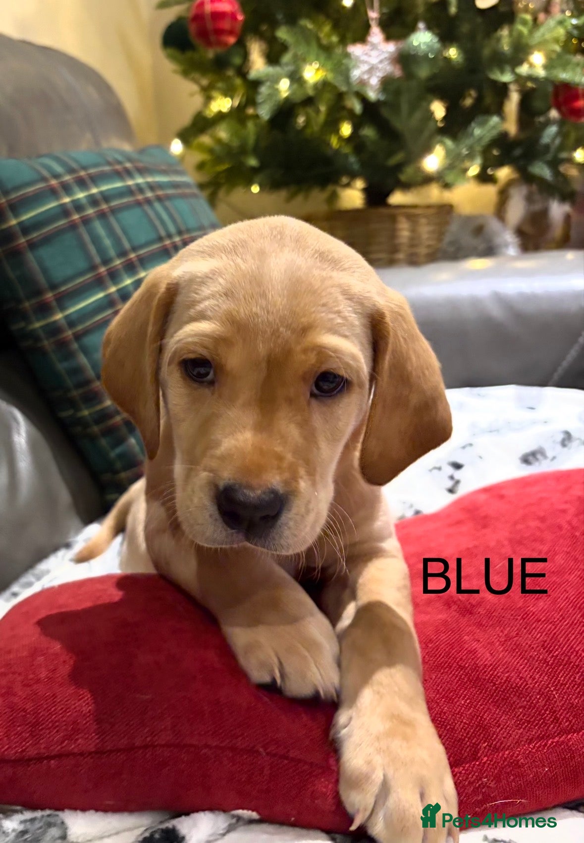 Labrador Retriever dogs KC Labrador puppies yellow / Red  - Advert 13