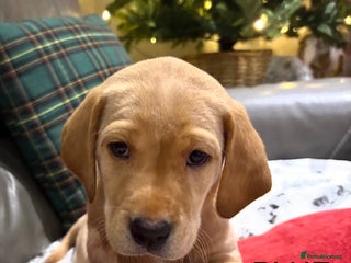 Labrador Retriever dogs KC Labrador puppies yellow / Red - Advert 13