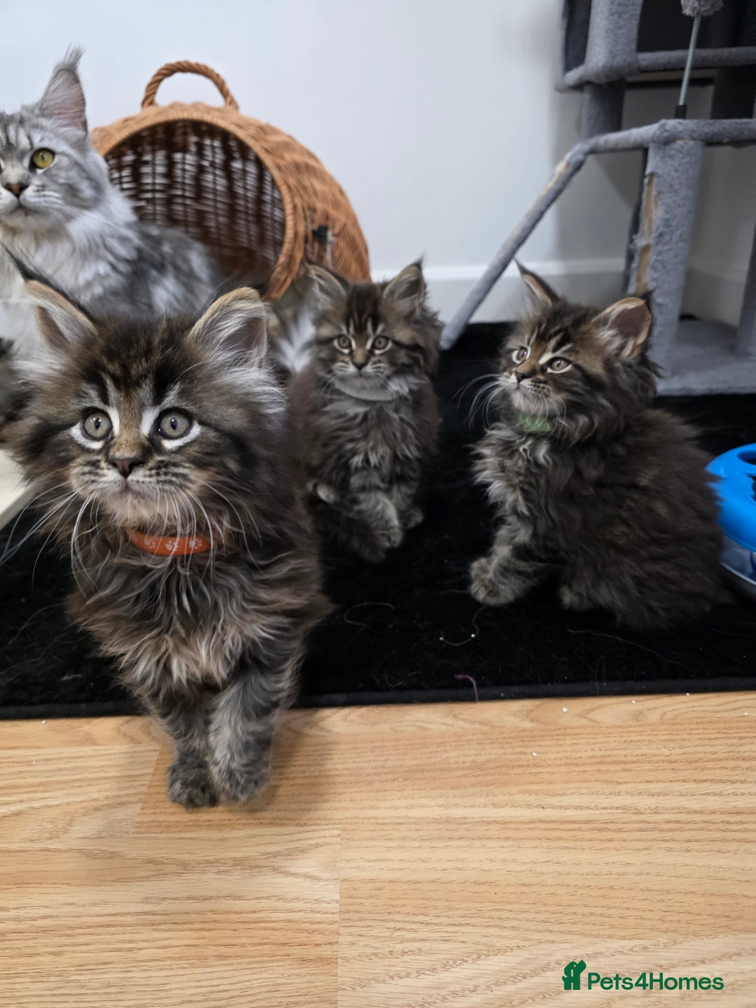 Maine Coon cats for sale: Maine Coon Kittens - Advert 12