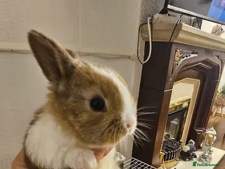 Mixed Breed rabbits They are 3 weeks and 5 weeks old - Advert 1