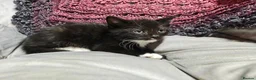 Mixed Breed cats for sale: Wonderful blue-eyed little ones. - Advert 10