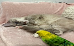Ragdoll cats for sale: Ragdoll kittens due 25th August  - Image 7