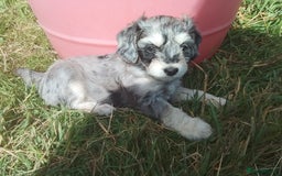American Cocker Spaniel dogs for sale: SIX SNUGGLE MUFFINS AMERICAN COCKER, TOY POODLE - Image 3