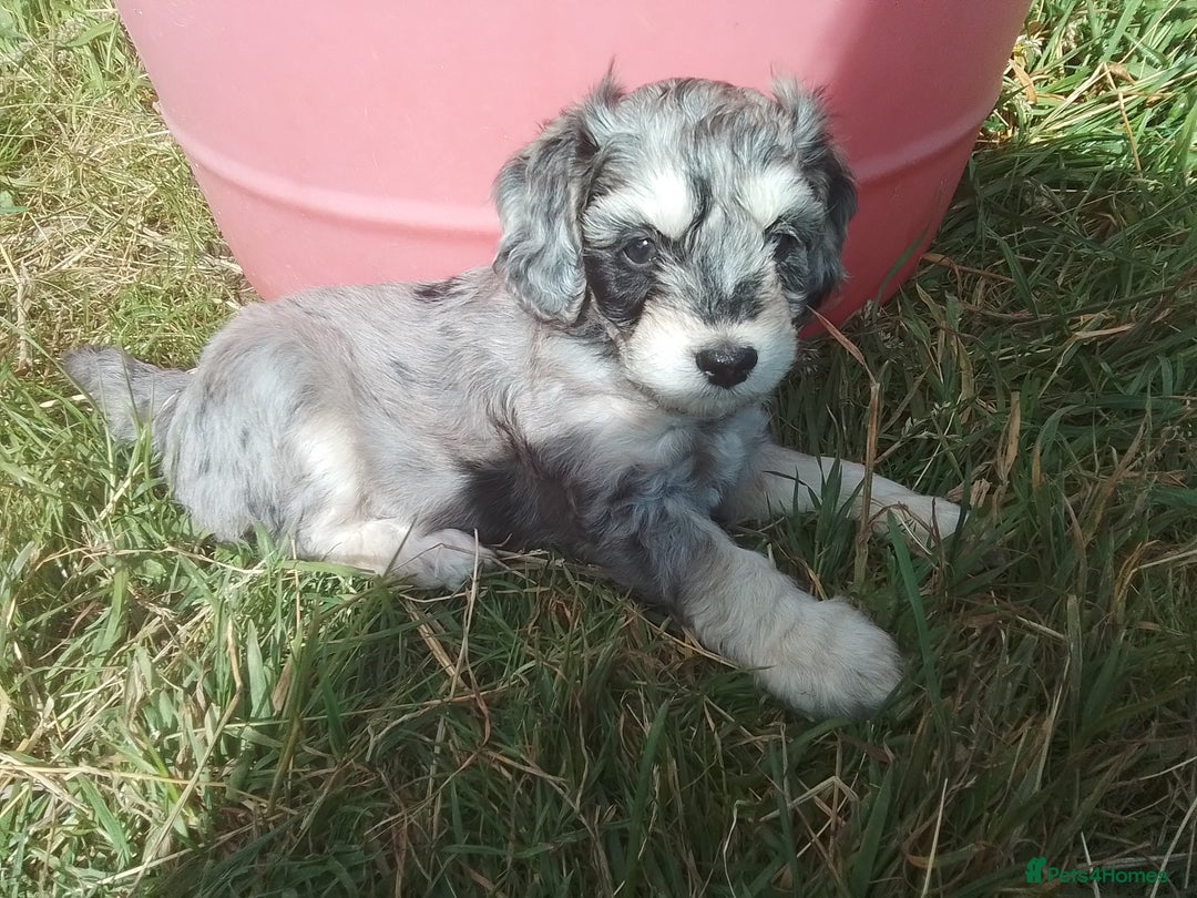 American Cocker Spaniel dogs for sale: SIX SNUGGLE MUFFINS AMERICAN COCKER, TOY POODLE - Image 3