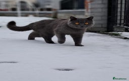 British Shorthair cats for sale: British Shorthaired Boy Kitten 5 months old - Image 8