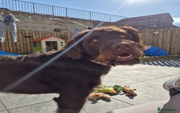 Labradoodle dogs for sale: charlie  - Image 6