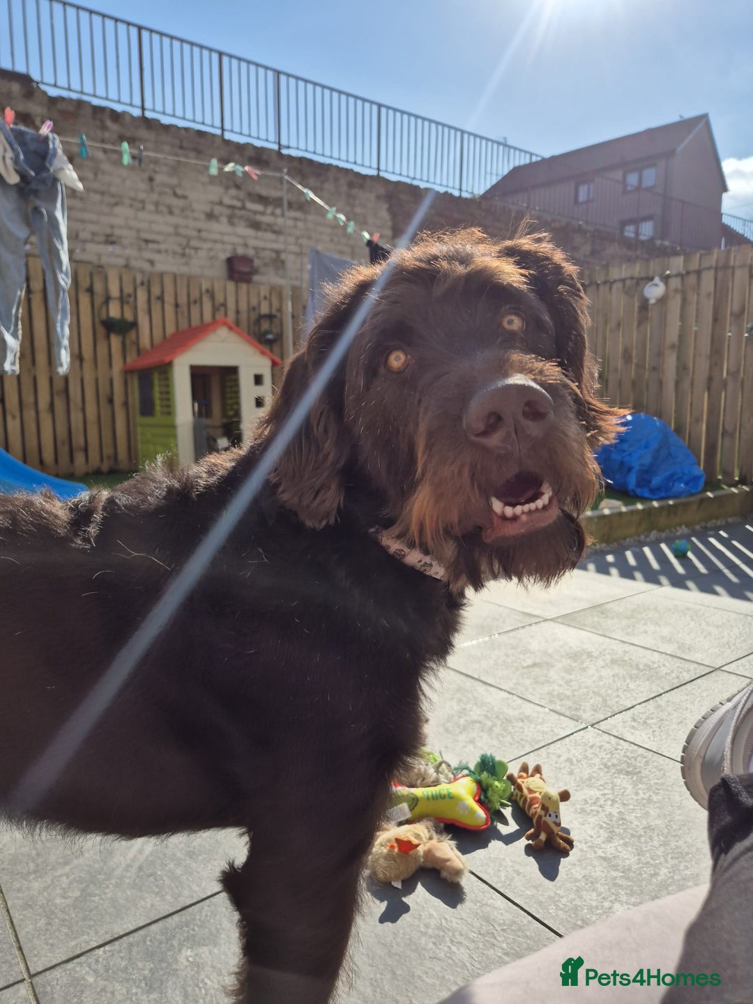 Labradoodle dogs for sale: charlie  - Image 6