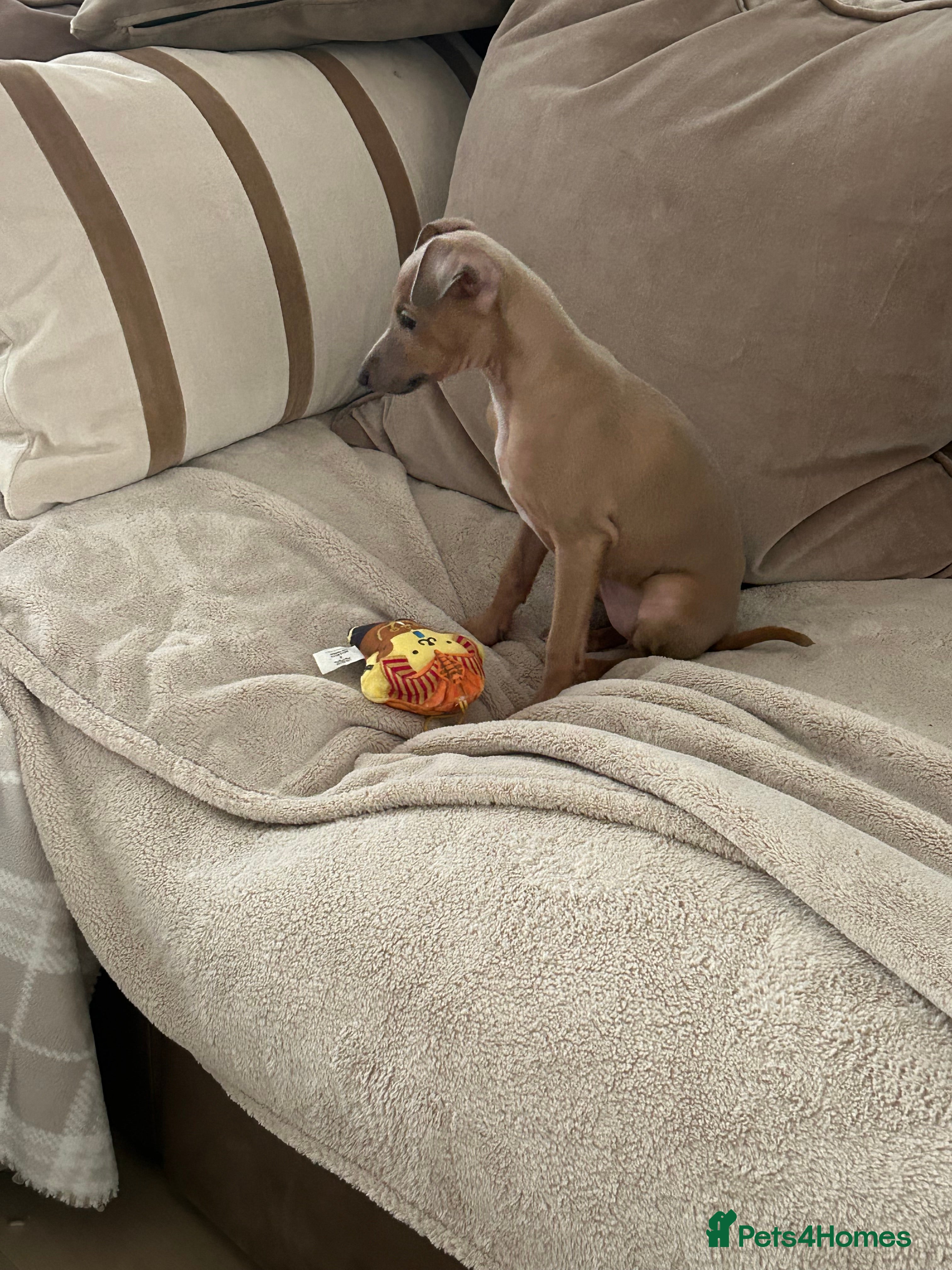 Italian Greyhound dogs Little girl 🎀KC Reg Italian Greyhound puppy - Advert 2