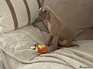 Italian Greyhound dogs Little girl 🎀KC Reg Italian Greyhound puppy - Advert 2