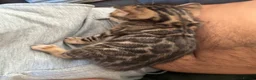 Bengal cats for sale: Bengal unregistered kittens.  in Dorchester - Advert 10