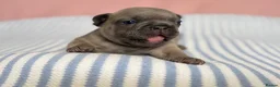 French Bulldog dogs for sale: 6 Adorable French Bulldog puppies - Advert 3