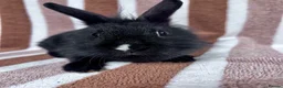 Lionhead rabbits for sale: Young female Lionhead cross  - Advert 2