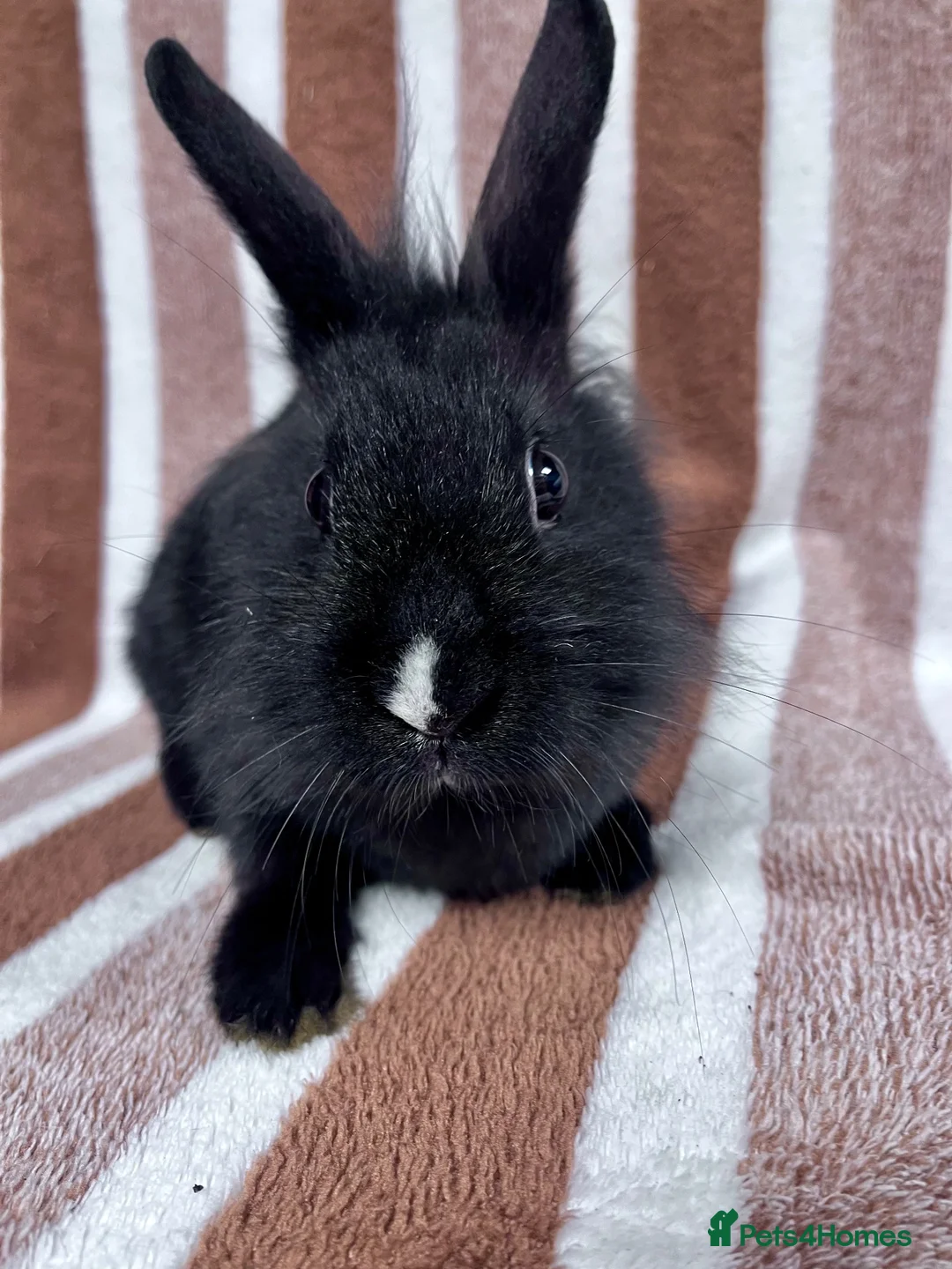Lionhead rabbits for sale: Young female Lionhead cross  - Advert 2