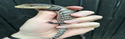 Skink reptiles for sale: Merauke Blue Tongue Skink babies - Advert 2