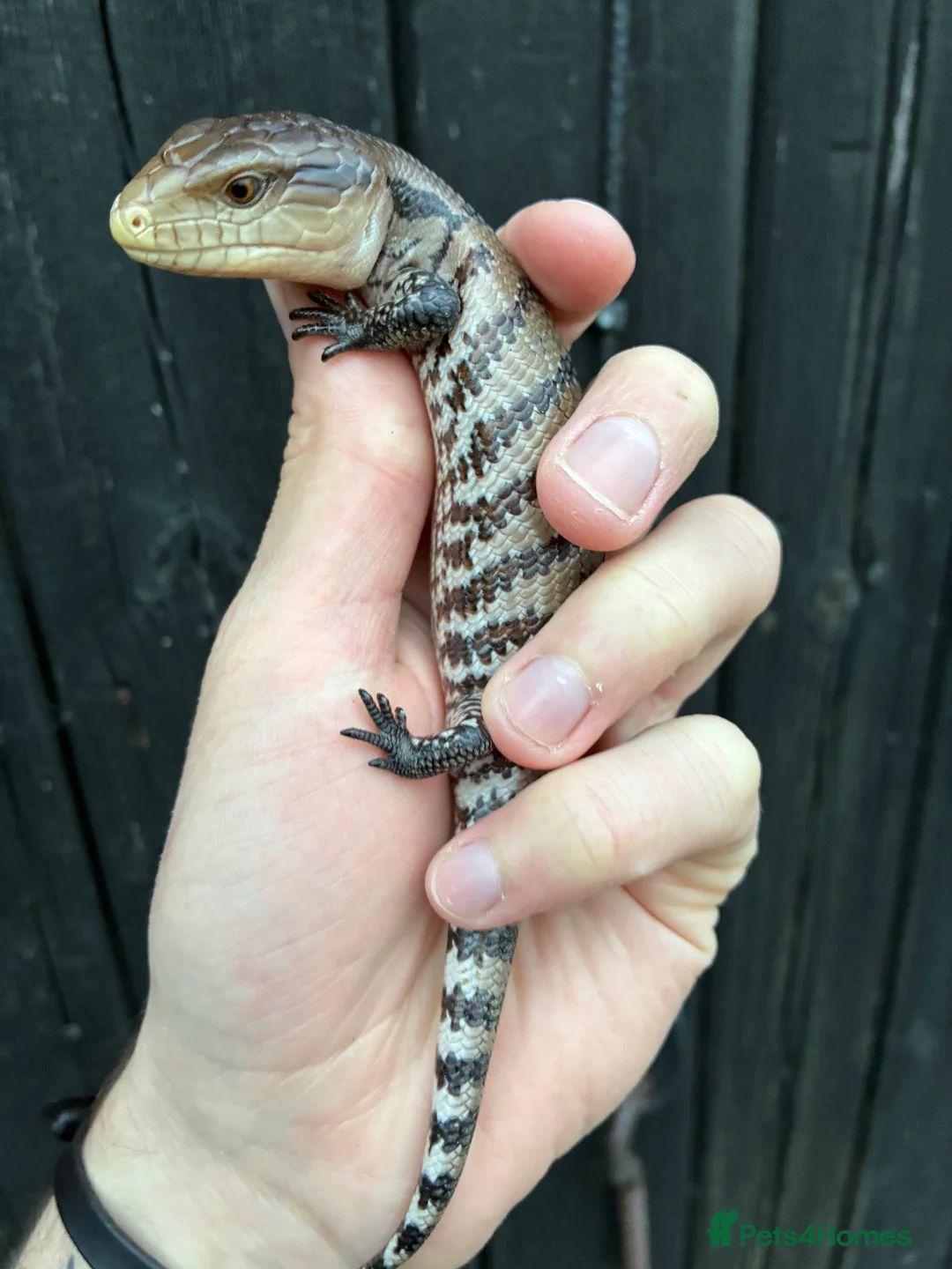 Skink reptiles for sale: Merauke Blue Tongue Skink babies - Advert 2